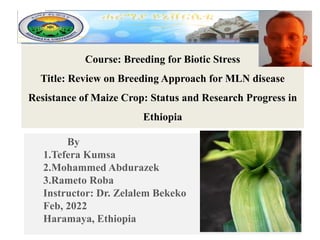 Course: Breeding for Biotic Stress
Title: Review on Breeding Approach for MLN disease
Resistance of Maize Crop: Status and Research Progress in
Ethiopia
By
1.Tefera Kumsa
2.Mohammed Abdurazek
3.Rameto Roba
Instructor: Dr. Zelalem Bekeko
Feb, 2022
Haramaya, Ethiopia
 