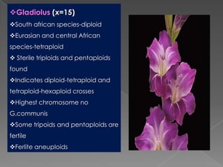 Breeding for polyploidy in ornamental crops