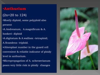 Breeding for polyploidy in ornamental crops