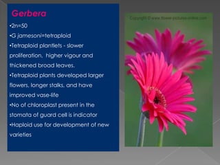 Breeding for polyploidy in ornamental crops