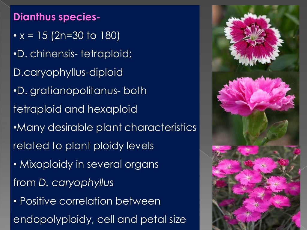 Breeding for polyploidy in ornamental crops