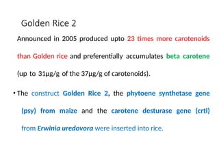 Golden Rice Construct breeding for quailty and special traits.pptx