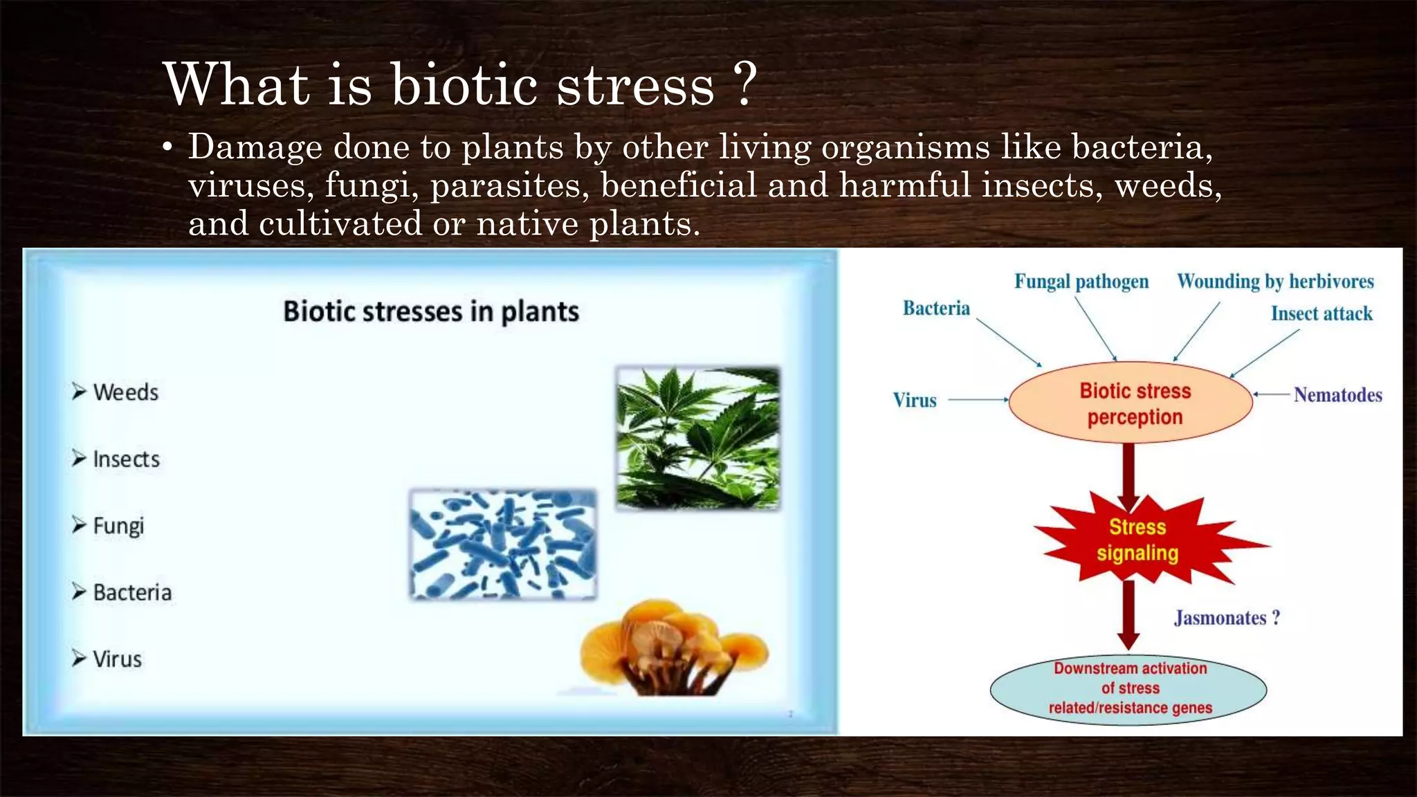 Breeding for resistance to biotic stresses | PPTX