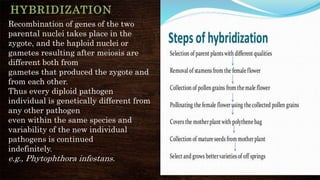 Breeding for resistance to biotic stresses | PPTX