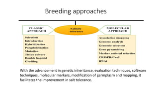 Breeding for salinity tolerance in plants.pptx