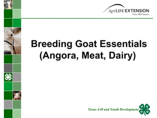 Breeding Goat Essentials (Angora, Meat, Dairy)  Texas 4-H and Youth Development 