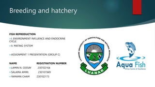 Breeding and hatchery
FISH REPRODUCTION
I. ENVIRONMENT INFLUENCE AND ENDOCRINE
CYCLE
II. MATING SYSTEM
ASSIGNMENT 1 PRESENTATION (GROUP C)
NAME REGISTRATION NUMBER
LAMIN N. CEESAY 230102164
SALAMA AMIRI. 230101949
YAMAMA CHAM 230102173
 