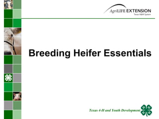 Breeding Heifer Essentials  Texas 4-H and Youth Development 