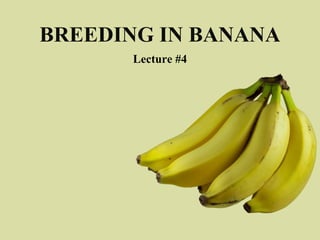 BREEDING IN BANANA
Lecture #4
 