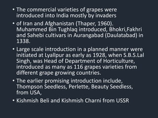 • The commercial varieties of grapes were
introduced into India mostly by invaders
• of Iran and Afghanistan (Thaper, 1960).
Muhammed Bin Tughlaq introduced, Bhokri,Fakhri
and Sahebi cultivars in Aurangabad (Daulatabad) in
1338.
• Large scale introduction in a planned manner were
initiated at Lyallpur as early as 1928, when S.B.S.Lal
Singh, was Head of Department of Horticulture,
introduced as many as 116 grapes varieties from
different grape growing countries.
• The earlier promising introduction include,
Thompson Seedless, Perlette, Beauty Seedless,
from USA,
• Kishmish Beli and Kishmish Charni from USSR
 
