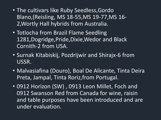 • The cultivars like Ruby Seedless,Gordo
Blano,(Reisling, MS 18-55,MS 19-77,MS 16-
2,Wortly Hall hybrids from Australia.
• Totlocha from Brazil Flame Seedling
1281,Dogridge,Pride,Dixie,Wedor and Black
Cornith-2 from USA.
• Surnak Kitabiskij, Pozdrijwir and Shirajx-6 from
USSR.
• Malvasiafina (Douro), Boal De Alicante, Tinta Deira
Preta, Jampal, Tinta Roriz,from Portugal.
• 0912 Horizon (SW) , 0913 Leon Millet, Foch and
0912 Swanson Red from Canada for wine, raisin
and table purposes have been introduced and are
under evaluation.
 