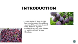INTRODUCTION
 A large number of plum varieties
have been introduced from different
countries. Of these, Santa Rosa and
Sutlej Purple are important
commercial cultivars found suitable
for midhills of North Western
Himalayas.
 