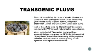 TRANSGENIC PLUMS
 Plum pox virus (PPV), the cause of sharka disease is a
quarantine virus pathogen that can cause devastating
yield losses mainly to plum, apricot, and peach
production (James and Glasa 2006, Garcia et al. 2014).
 In all of these field tests no ‘HoneySweet’ trees were
infected with PPV through natural aphid transmission.
 When grafted with PPV-infected budwood from
susceptible hosts or grown on PPV infected rootstock
‘HoneySweet’ trees have shown only mild symptoms
in leaves localized near the point of grafting but no
systemic virus spread was detected.
 