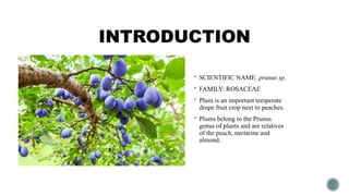INTRODUCTION
 SCIENTIFIC NAME: prunus sp.
 FAMILY: ROSACEAE
 Plum is an important temperate
drupe fruit crop next to peaches.
 Plums belong to the Prunus
genus of plants and are relatives
of the peach, nectarine and
almond.
 