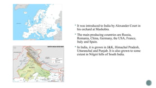  It was introduced to India by Alexander Court in
his orchard at Mashobra.
 The main producing countries are Russia,
Romania, China, Germany, the USA, France,
Italy and Spain.
 In India, it is grown in J&K, Himachal Pradesh,
Uttaranchal and Punjab. It is also grown to some
extent in Nilgiri hills of South India.
 