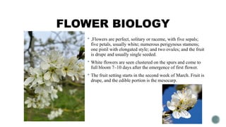 FLOWER BIOLOGY
 .Flowers are perfect, solitary or raceme, with five sepals;
five petals, usually white; numerous perigynous stamens;
one pistil with elongated style; and two ovules; and the fruit
is drupe and usually single seeded.
 White flowers are seen clustered on the spurs and come to
full bloom 7–10 days after the emergence of first flower.
 The fruit setting starts in the second week of March. Fruit is
drupe, and the edible portion is the mesocarp.
 