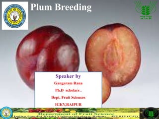 Speaker by
Gangaram Rana
Ph.D scholars .
Dept. Fruit Sciences
IGKV,RAIPUR
Plum Breeding
 