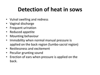 Detection of heat in sows
• Vulval swelling and redness
• Vaginal discharge
• Frequent urination
• Reduced appetite
• Mounting behaviour
• Immobility when normal manual pressure is
applied on the back region (lumbo-sacral region)
• Restlessness and excitement
• Peculiar grunting sound
• Erection of ears when pressure is applied on the
back.
 