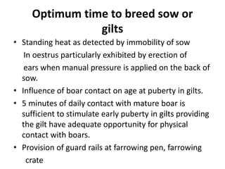 Optimum time to breed sow or
gilts
• Standing heat as detected by immobility of sow
In oestrus particularly exhibited by erection of
ears when manual pressure is applied on the back of
sow.
• Influence of boar contact on age at puberty in gilts.
• 5 minutes of daily contact with mature boar is
sufficient to stimulate early puberty in gilts providing
the gilt have adequate opportunity for physical
contact with boars.
• Provision of guard rails at farrowing pen, farrowing
crate
 