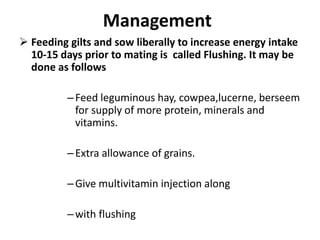 Management
 Feeding gilts and sow liberally to increase energy intake
10-15 days prior to mating is called Flushing. It may be
done as follows
–Feed leguminous hay, cowpea,lucerne, berseem
for supply of more protein, minerals and
vitamins.
–Extra allowance of grains.
–Give multivitamin injection along
–with flushing
 