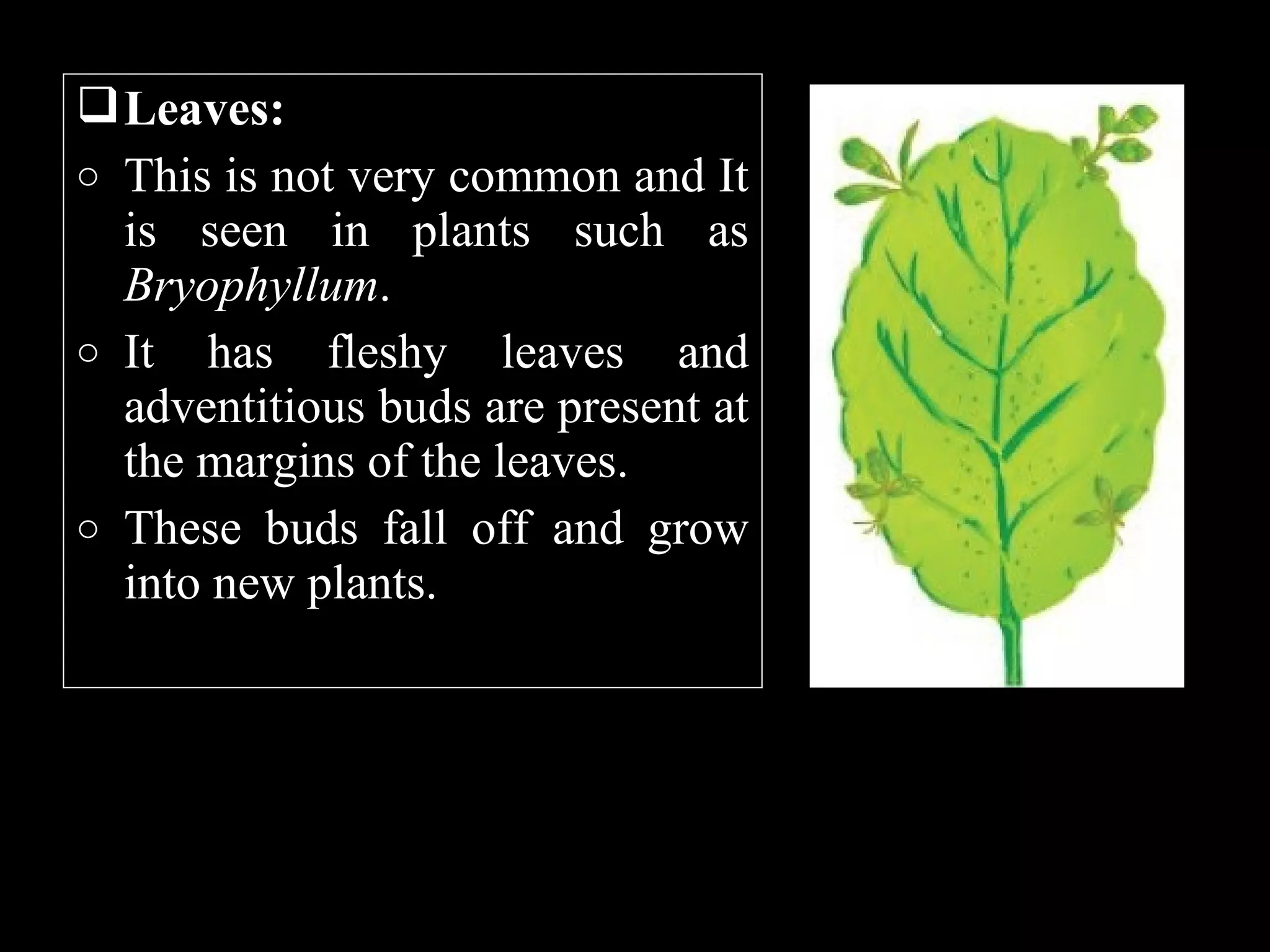  Leaves:
o This is not very common and It
is seen in plants such as
Bryophyllum.
o It has fleshy leaves and
adventitious buds are present at
the margins of the leaves.
o These buds fall off and grow
into new plants.

 