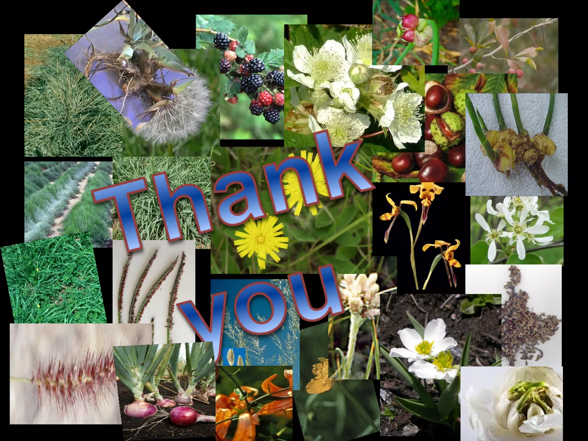 Breeding method for clonal propagation crops, apomixis and clonal selection