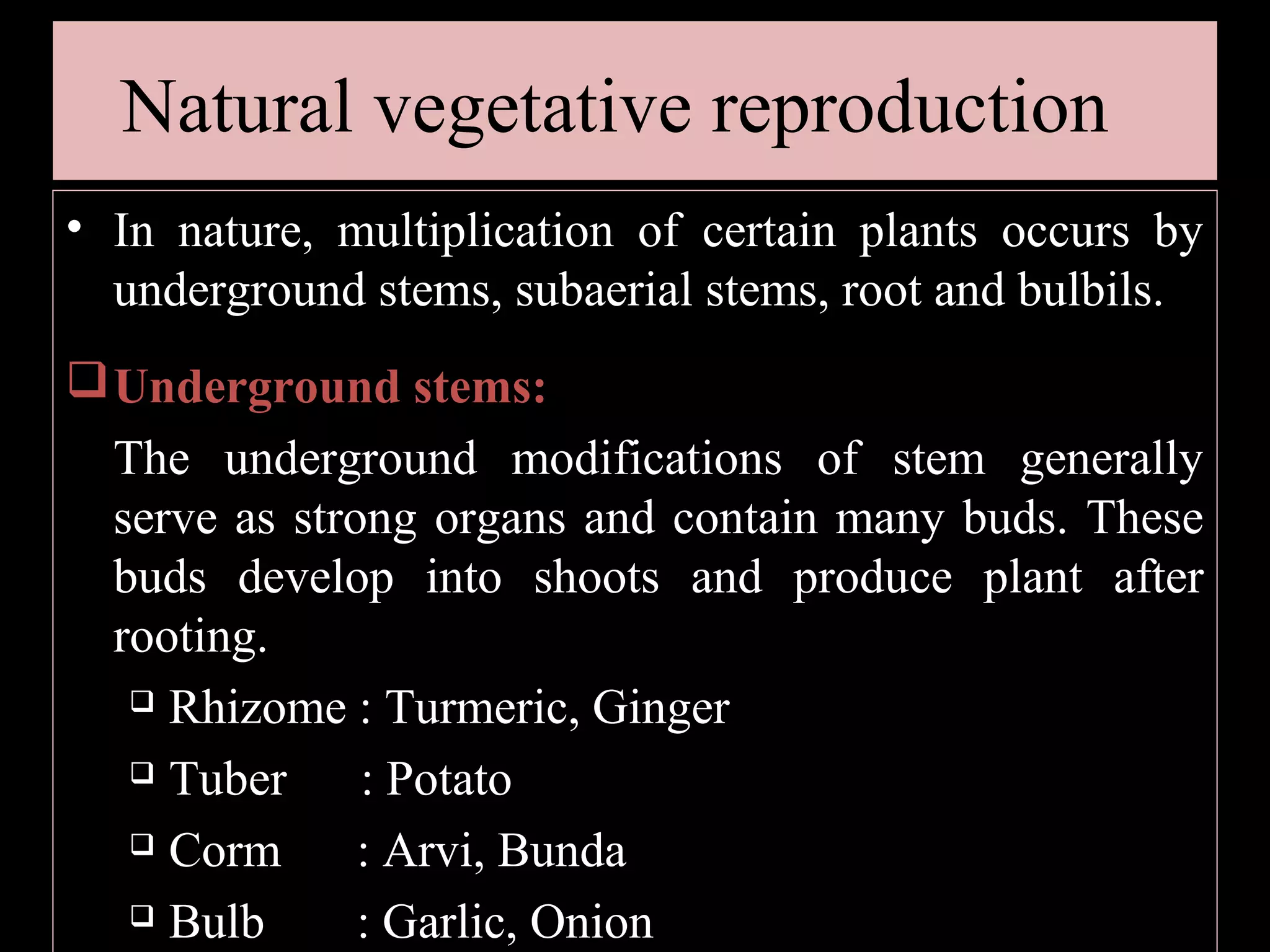 Natural vegetative reproduction
• In nature, multiplication of certain plants occurs by
underground stems, subaerial stems, root and bulbils.
 Underground stems:
The underground modifications of stem generally
serve as strong organs and contain many buds. These
buds develop into shoots and produce plant after
rooting.
 Rhizome : Turmeric, Ginger
 Tuber
: Potato
 Corm
: Arvi, Bunda
 Bulb
: Garlic, Onion

 