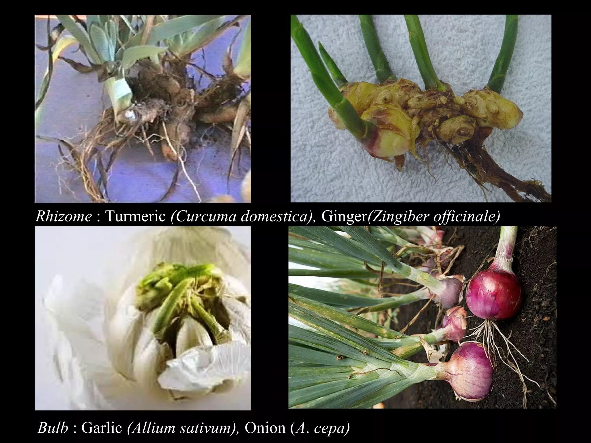 Rhizome : Turmeric (Curcuma domestica), Ginger(Zingiber officinale)

Bulb : Garlic (Allium sativum), Onion (A. cepa)

 