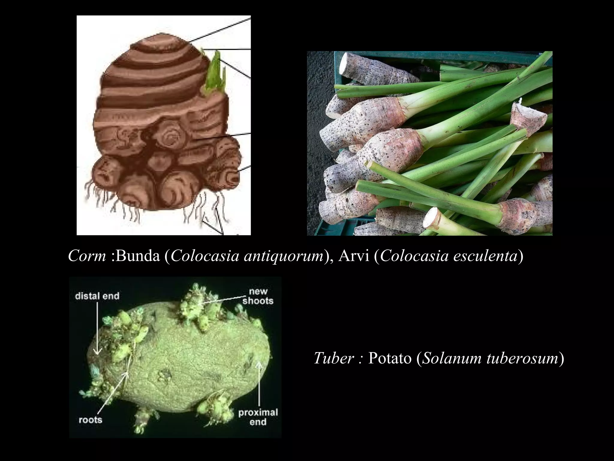 Corm :Bunda (Colocasia antiquorum), Arvi (Colocasia esculenta)

Tuber : Potato (Solanum tuberosum)

 
