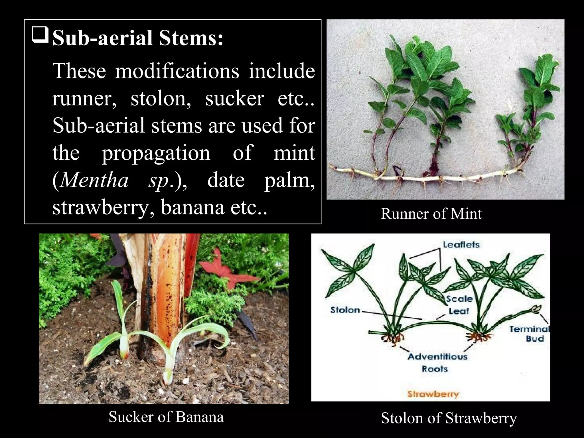  Sub-aerial Stems:
These modifications include
runner, stolon, sucker etc..
Sub-aerial stems are used for
the propagation of mint
(Mentha sp.), date palm,
strawberry, banana etc..

Sucker of Banana

Runner of Mint

Stolon of Strawberry

 