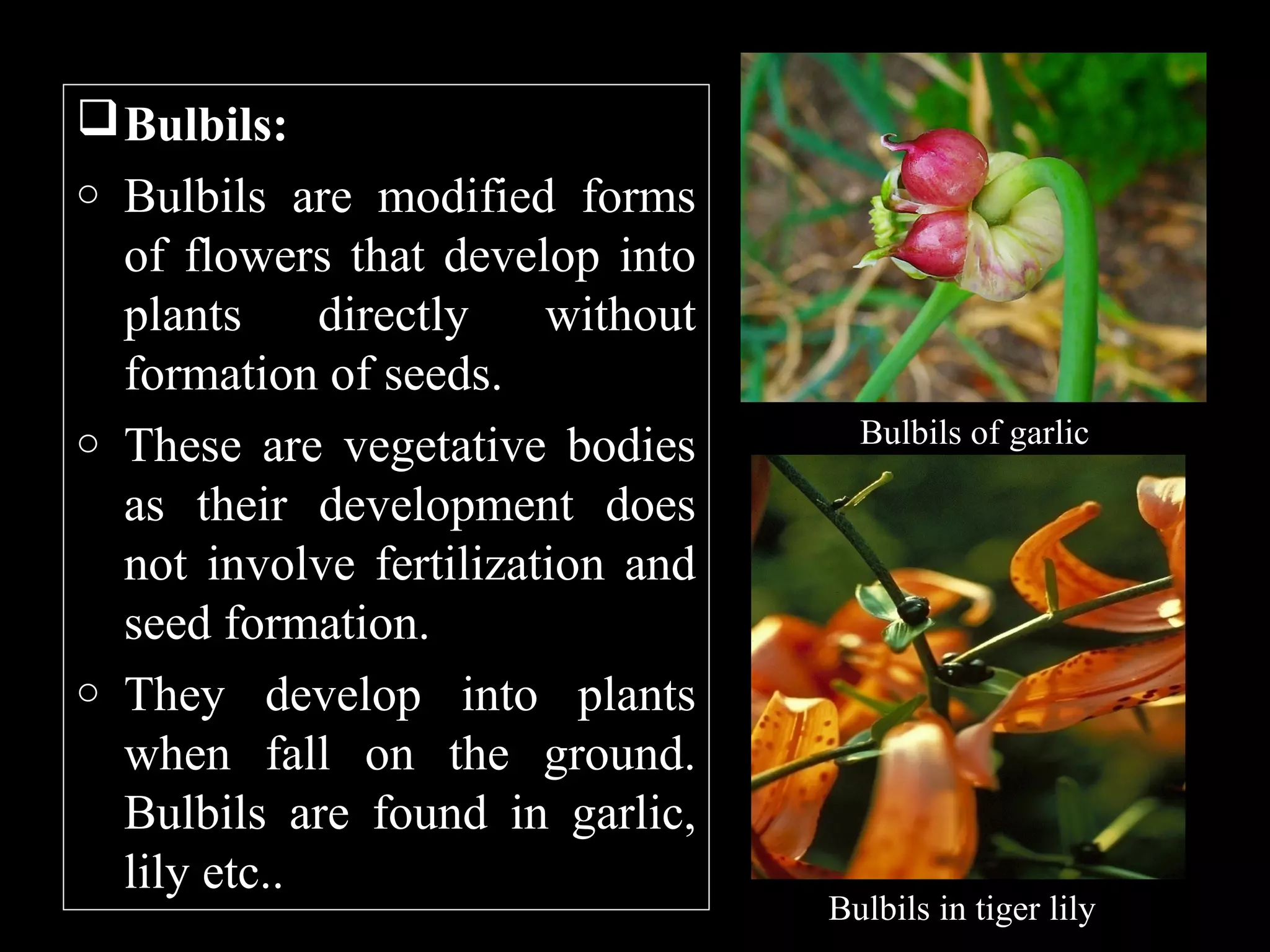  Bulbils:
o

o

o

Bulbils are modified forms
of flowers that develop into
plants
directly
without
formation of seeds.
These are vegetative bodies
as their development does
not involve fertilization and
seed formation.
They develop into plants
when fall on the ground.
Bulbils are found in garlic,
lily etc..

Bulbils of garlic

Bulbils in tiger lily

 