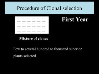 Procedure of Clonal selection

First Year
Mixture of clones
Few to several hundred to thousand superior
plants selected.

 