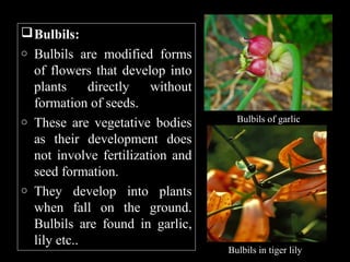  Bulbils:
o

o

o

Bulbils are modified forms
of flowers that develop into
plants
directly
without
formation of seeds.
These are vegetative bodies
as their development does
not involve fertilization and
seed formation.
They develop into plants
when fall on the ground.
Bulbils are found in garlic,
lily etc..

Bulbils of garlic

Bulbils in tiger lily

 