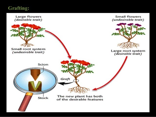 What Are The Advantages Of Apomixis In Plant Breeding? – JRAU