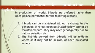 Operation in production of
hybrids:
In production of hybrids inbreds are preferred rather than
open pollinated varieties for the following reasons:
1. Inbreds can be maintained without a change in the
genotype. Whereas open pollinated variety cannot be
maintained pure. They may alter genotypically due to
natural selection etc.
2. The hybrids derived from inbreds will be uniform
where as it may not be in case, of open pollinated
variety.
 