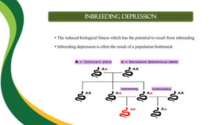 Inbreeding DEPRESSION
• The reduced biological fitness which has the potential to result from inbreeding
• Inbreeding depression is often the result of a population bottleneck
 