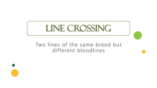 LINE CROSSING
Two lines of the same breed but
different bloodlines
 