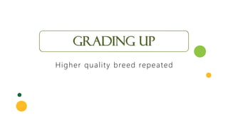 Grading up
Higher quality breed repeated
 