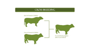 CROSS BREEDING
 