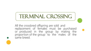 Terminal crossing
All the crossbred offspring are sold and
replacement of females must be purchased
or produced in the group by mating the
proportion of the group to the males of the
same breed.
 