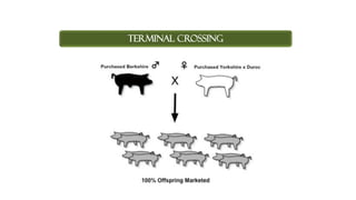 TERMINAL CROSSING
 