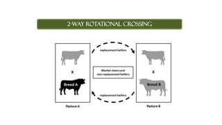 2-WAY ROTATIONAL CROSSING
 