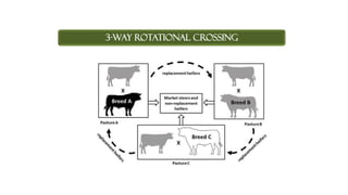 3-WAY ROTATIONAL CROSSING
 