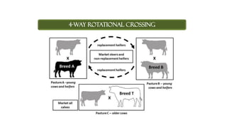 4-WAY ROTATIONAL CROSSING
 