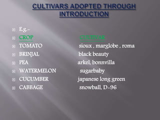  E.g.-
 CROP CULTIVAR
 TOMATO sioux , marglobe , roma
 BRINJAL black beauty
 PEA arkel, bonnvilla
 WATERMELON sugarbaby
 CUCUMBER japanese long green
 CABBAGE snowball, D-96
 