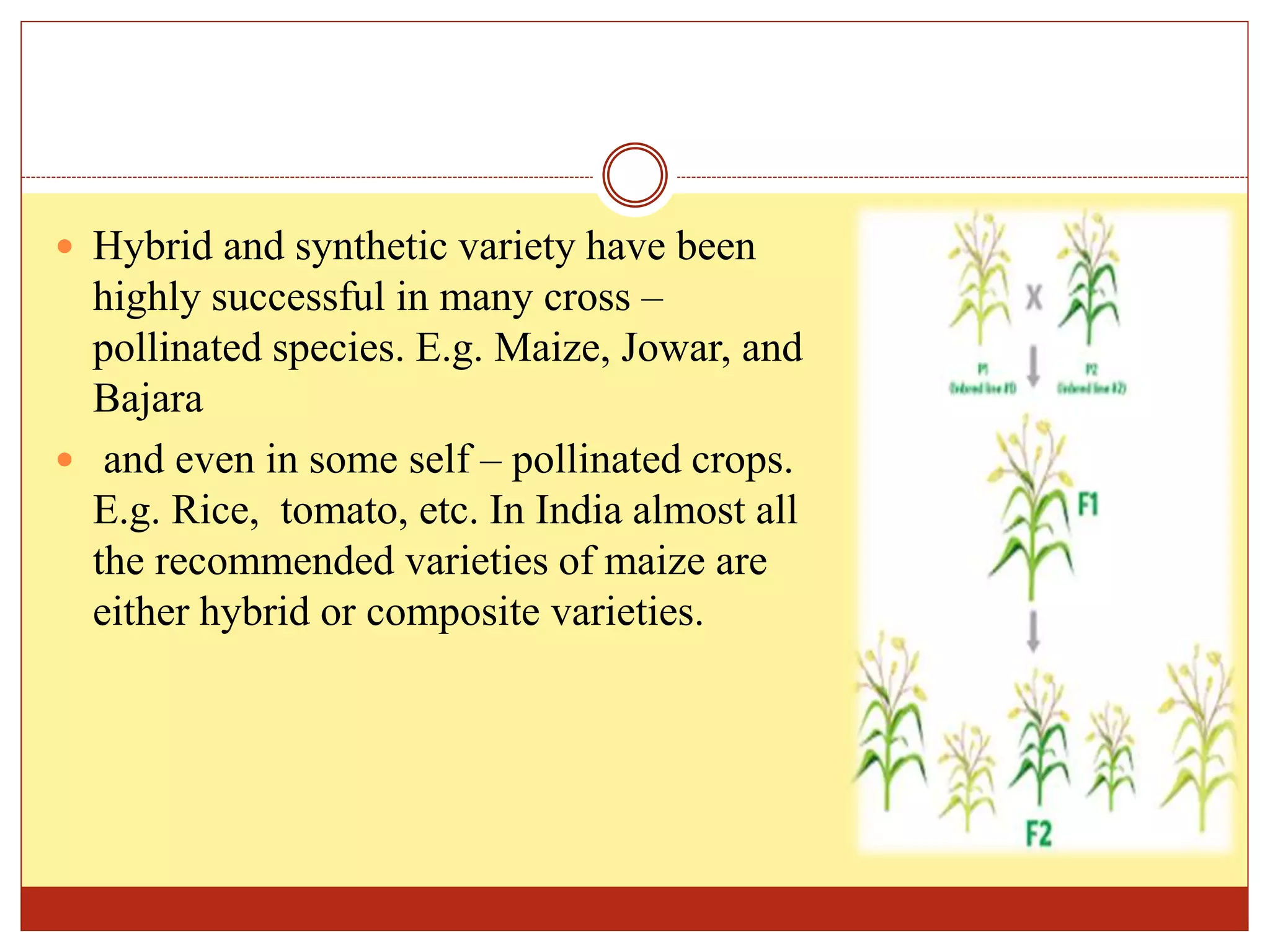  Hybrid and synthetic variety have been
highly successful in many cross –
pollinated species. E.g. Maize, Jowar, and
Bajara
 and even in some self – pollinated crops.
E.g. Rice, tomato, etc. In India almost all
the recommended varieties of maize are
either hybrid or composite varieties.
 