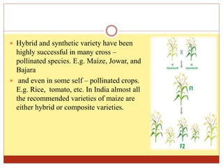  Hybrid and synthetic variety have been
highly successful in many cross –
pollinated species. E.g. Maize, Jowar, and
Bajara
 and even in some self – pollinated crops.
E.g. Rice, tomato, etc. In India almost all
the recommended varieties of maize are
either hybrid or composite varieties.
 