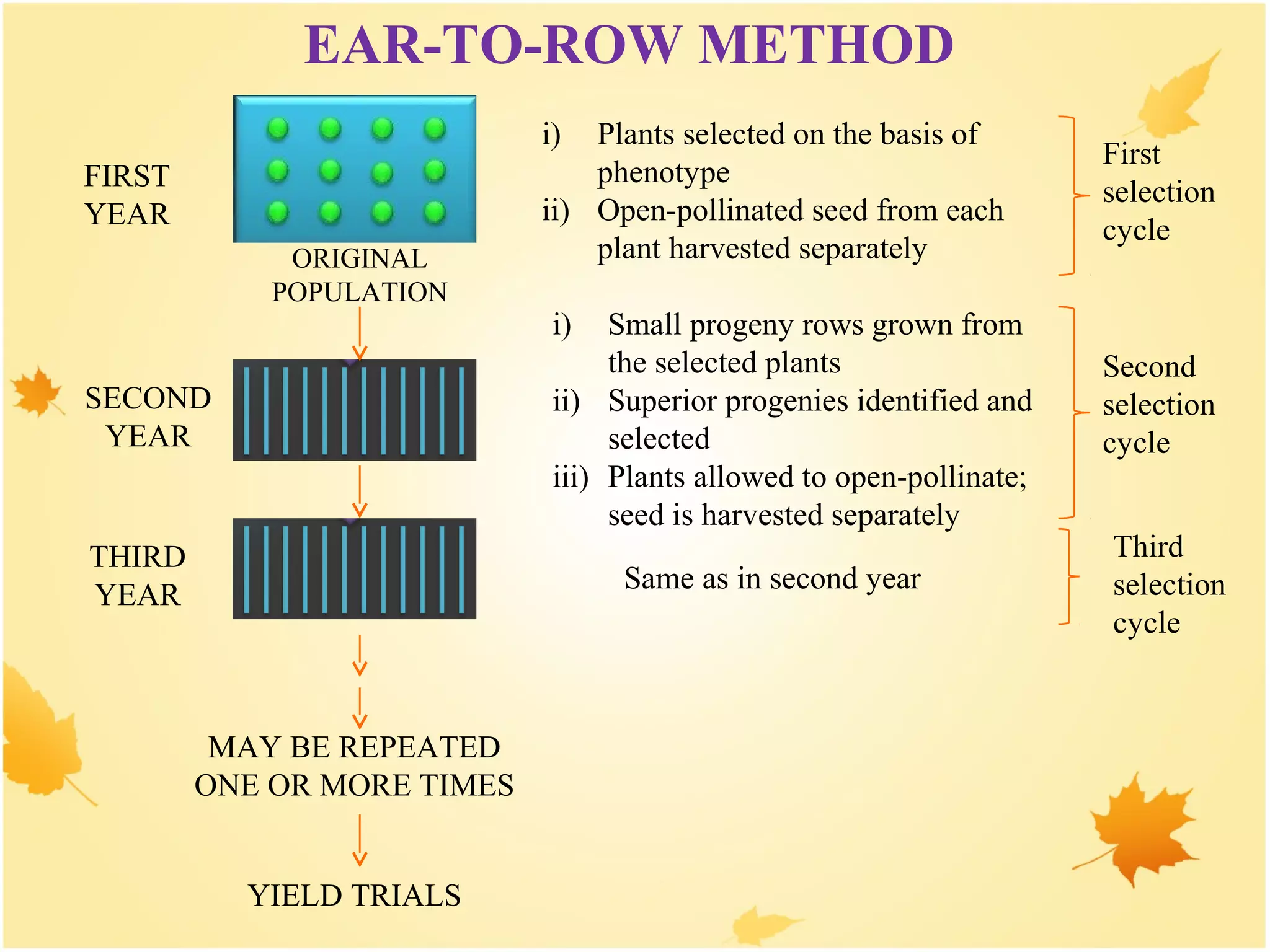 ORIGINAL
POPULATION
MAY BE REPEATED
ONE OR MORE TIMES
YIELD TRIALS
FIRST
YEAR
SECOND
YEAR
THIRD
YEAR
i) Plants selected on the basis of
phenotype
ii) Open-pollinated seed from each
plant harvested separately
i) Small progeny rows grown from
the selected plants
ii) Superior progenies identified and
selected
iii) Plants allowed to open-pollinate;
seed is harvested separately
EAR-TO-ROW METHOD
Same as in second year
First
selection
cycle
Second
selection
cycle
Third
selection
cycle
 