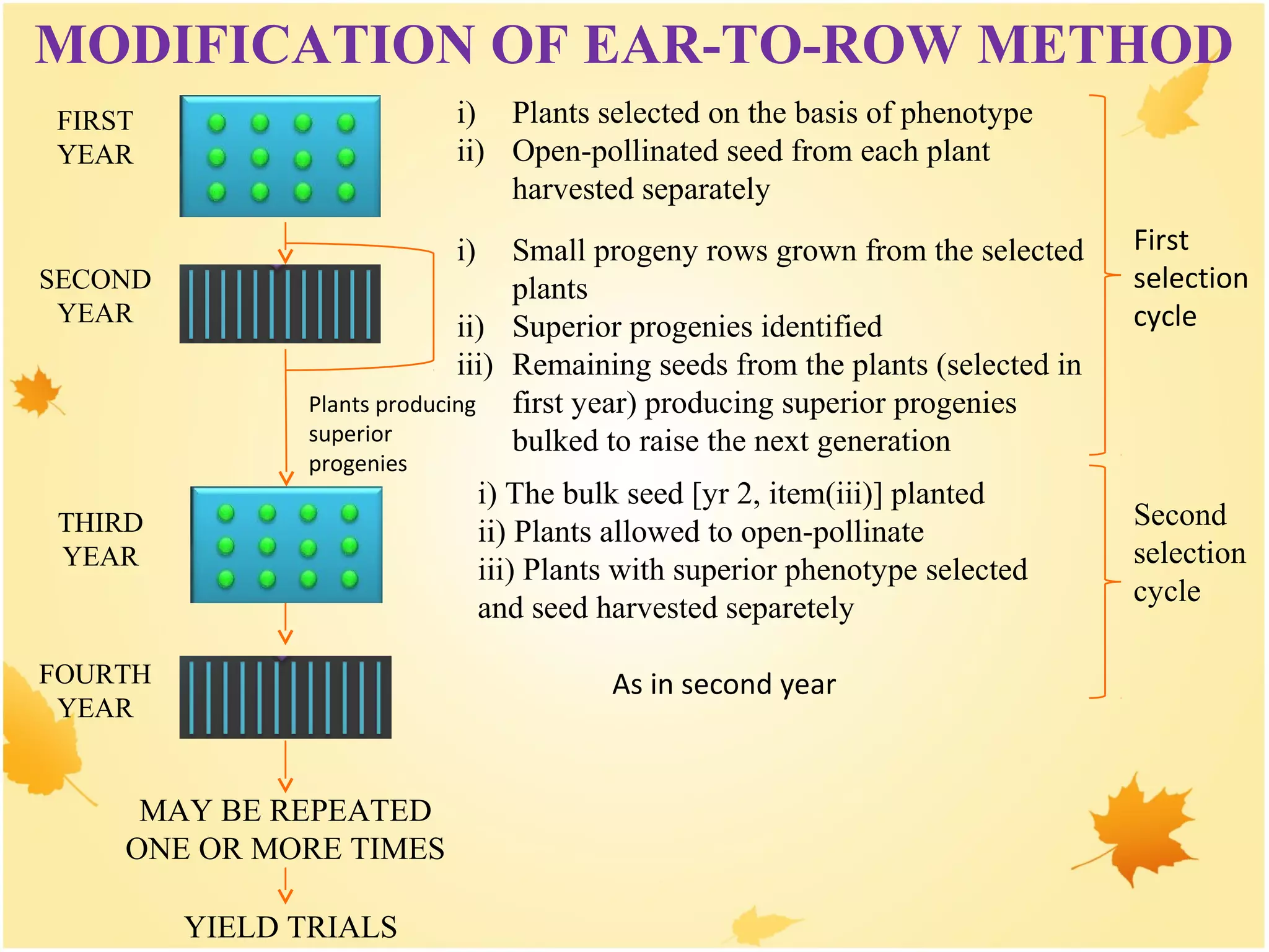 MAY BE REPEATED
ONE OR MORE TIMES
YIELD TRIALS
FIRST
YEAR
SECOND
YEAR
THIRD
YEAR
FOURTH
YEAR
i) Plants selected on the basis of phenotype
ii) Open-pollinated seed from each plant
harvested separately
i) Small progeny rows grown from the selected
plants
ii) Superior progenies identified
iii) Remaining seeds from the plants (selected in
first year) producing superior progenies
bulked to raise the next generation
Plants producing
superior
progenies
MODIFICATION OF EAR-TO-ROW METHOD
As in second year
First
selection
cycle
i) The bulk seed [yr 2, item(iii)] planted
ii) Plants allowed to open-pollinate
iii) Plants with superior phenotype selected
and seed harvested separetely
Second
selection
cycle
 