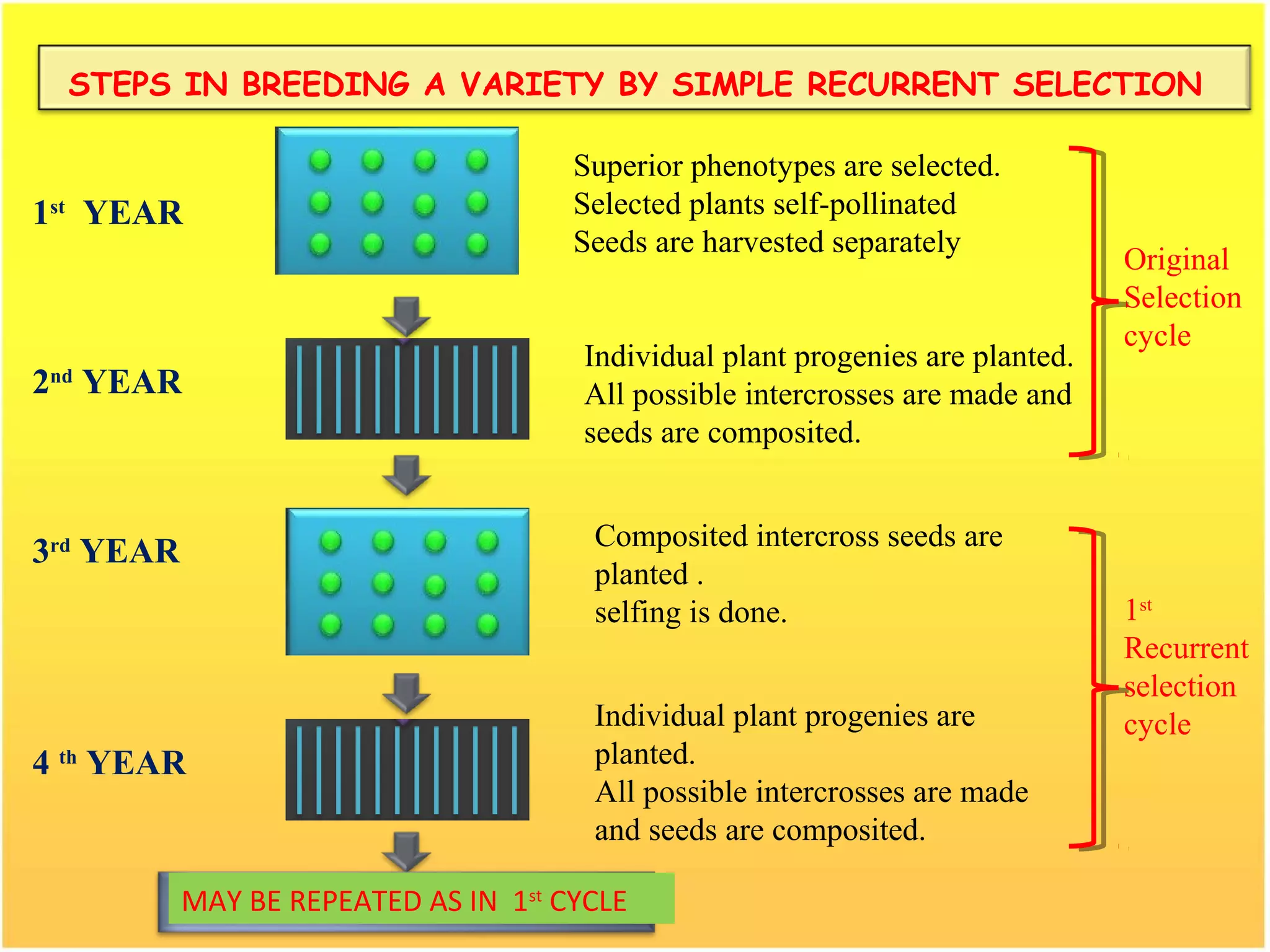 1st
YEAR
2nd
YEAR
3rd
YEAR
4 th
YEAR
MAY BE REPEATED AS IN 1st
CYCLE
Individual plant progenies are
planted.
All possible intercrosses are made
and seeds are composited.
Original
Selection
cycle
STEPS IN BREEDING A VARIETY BY SIMPLE RECURRENT SELECTION
Superior phenotypes are selected.
Selected plants self-pollinated
Seeds are harvested separately
Individual plant progenies are planted.
All possible intercrosses are made and
seeds are composited.
Composited intercross seeds are
planted .
selfing is done. 1st
Recurrent
selection
cycle
 